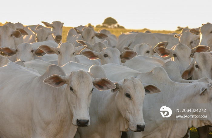 Nelore cattle in Bananeiras, Paraíba, Brazil.