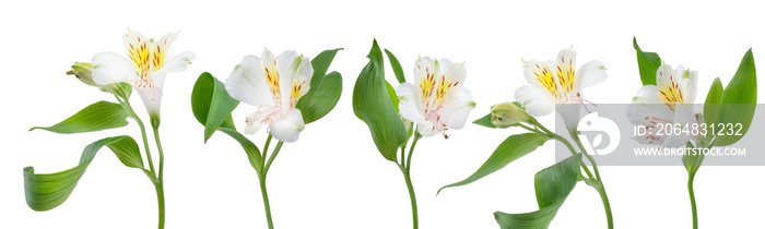 a row of flowers alstroemeria on a white background