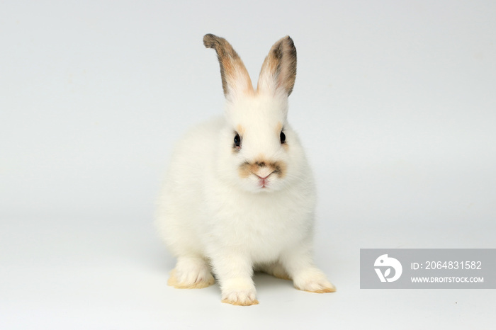 快乐的小白兔，白底长耳朵。