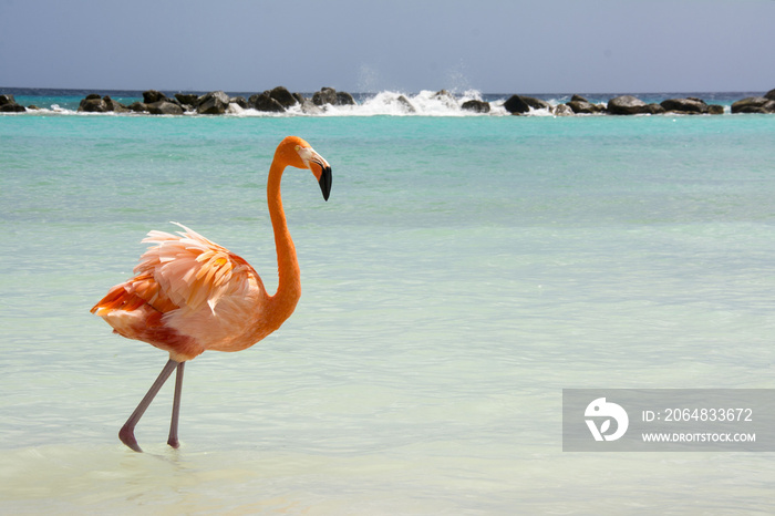 Flamingo Beach Aruba