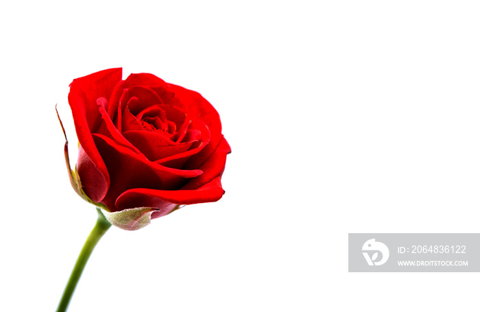 red rose isolated