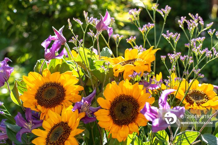 绿色阳光花园里的五颜六色的花束，夏天的花朵和黄色的向日葵