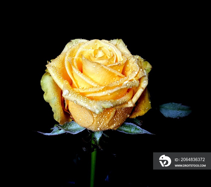 yellow rose on black background