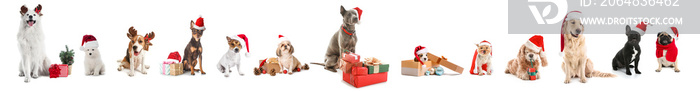 Cute dogs with Santa hats and gifts on white background