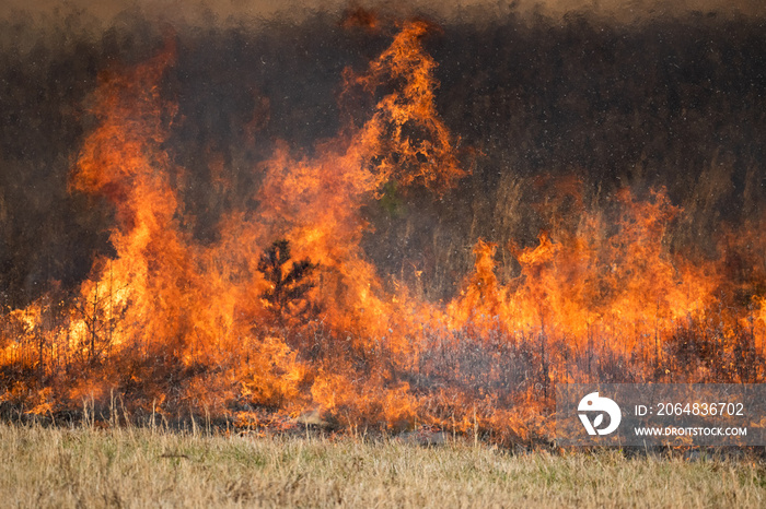 Flames from a controlled burn