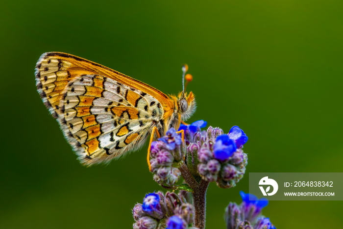 Macro shots, Beautiful nature scene. Closeup beautiful butterfly sitting on the flower in a summer g