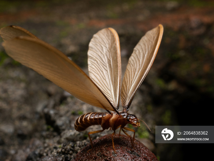 Picture of a termite alates