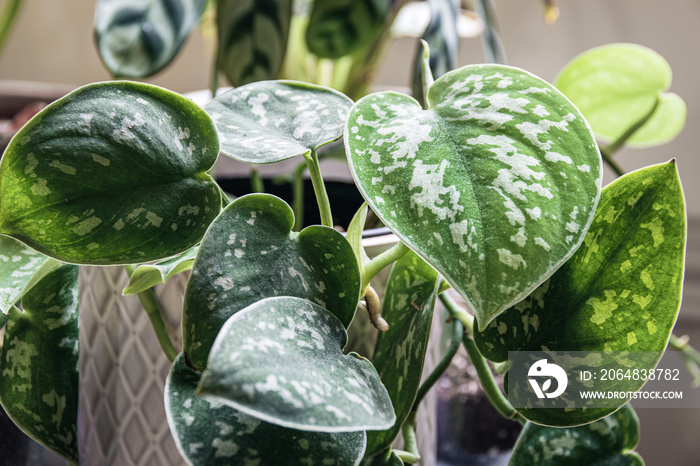 Satin pothos (scindapsus pictus) houseplant in a white pot on a window sill. Vines of an attractive 