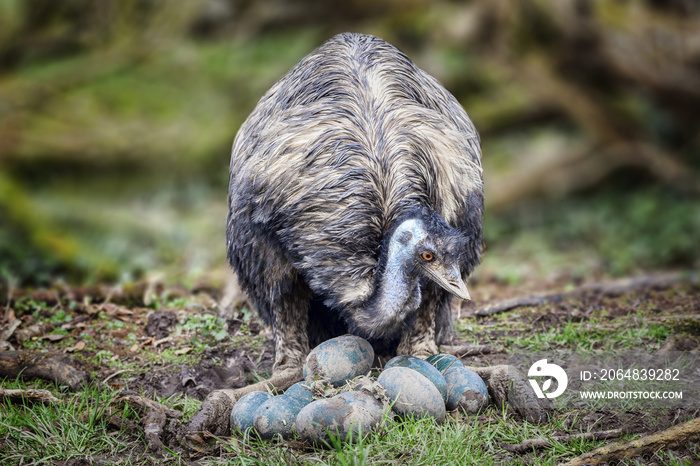 Emu鸟检查和检查她的蛋