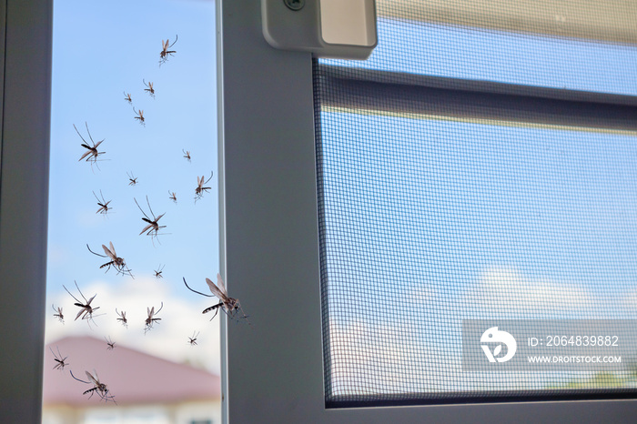 打开防虫网时，许多蚊子飞进了房子