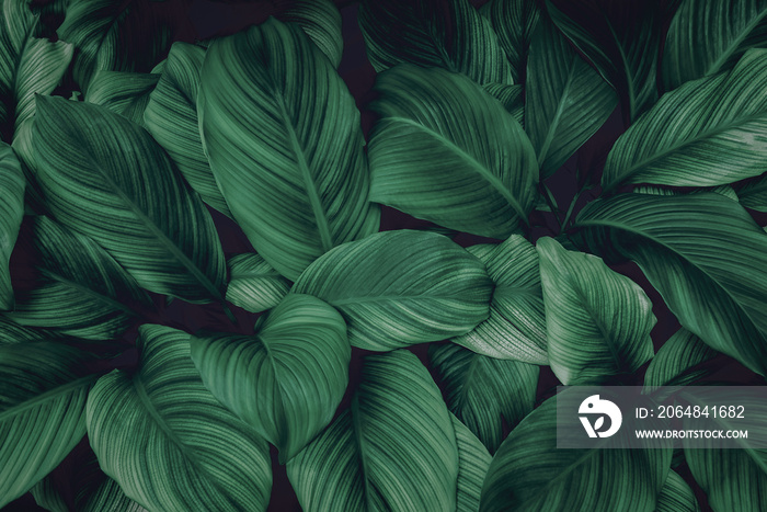 The leaves of Spathiphyllum cannifolium, abstract dark green surface, natural background, tropical l