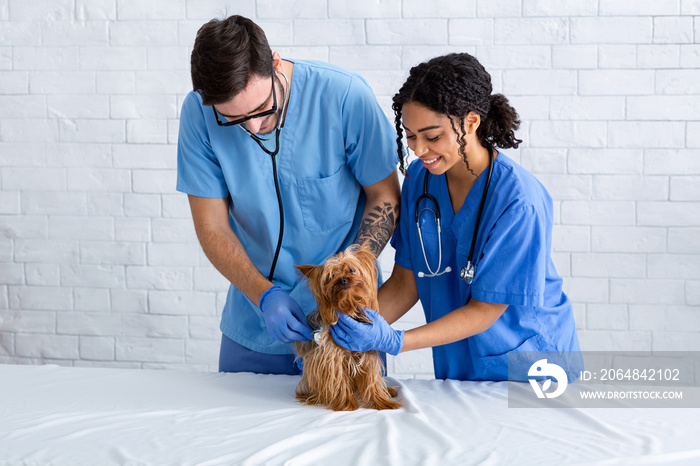 Veterinary doctors checking little dogs breathing at animal clinic