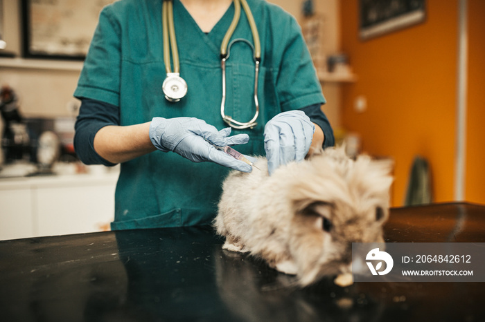 Lion head bunny at veterinary.