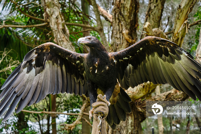 Large wedge-tailed eagle