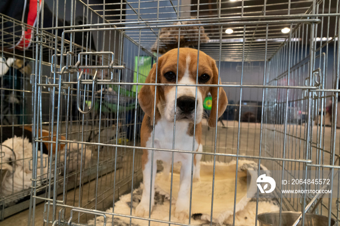 在笼子里实验比格犬