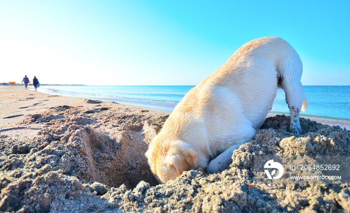 拉布拉多犬在海滩上的沙子上挖了一个大洞