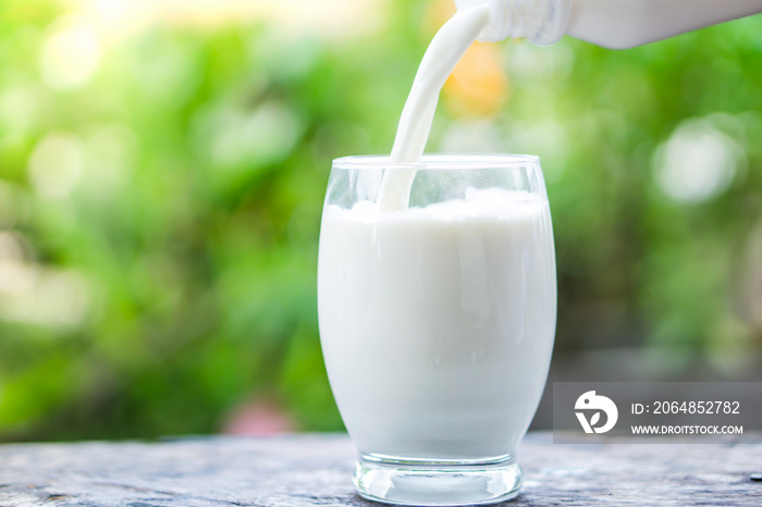 close up Pouring milk on drinking glass over nature morning background