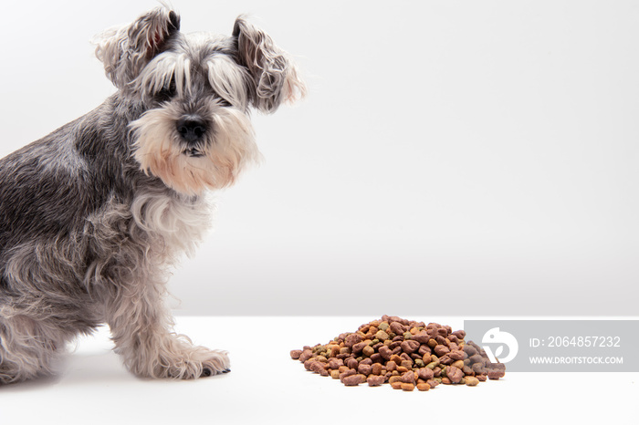 Perro comiendo croquetas  con fondo blanco