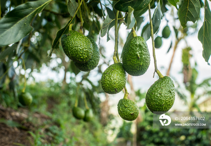 cultivo de aguacate orgánico