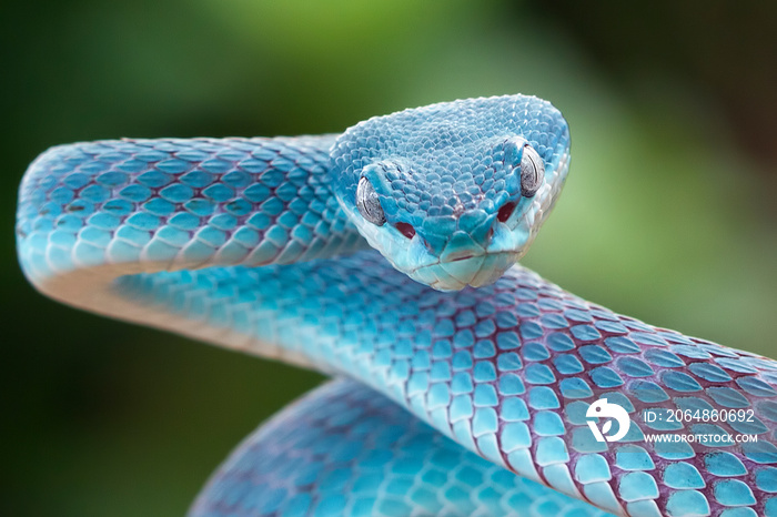 Blue viper snake closeup face