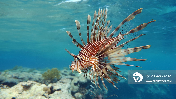 Lion Fish in the Red Sea.