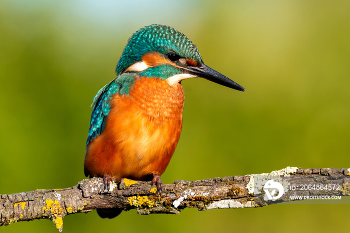 Kingfisher perched on a branch