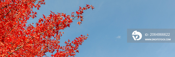 秋天蓝天前的彩色树叶，用于全景或横幅尺寸