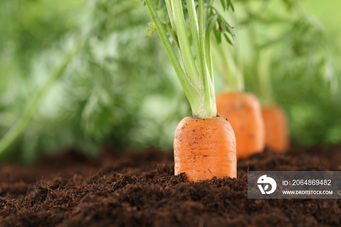 Gesunde Ernährung Karotten im Gemüse Garten