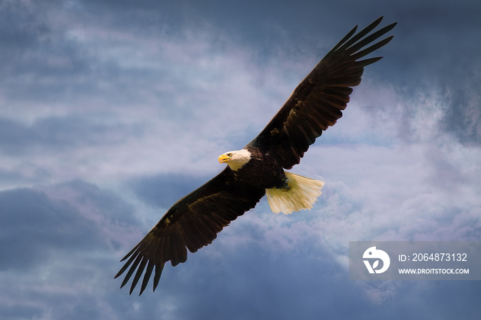 美国鹰张开翅膀在壮观的天空中飞翔。
