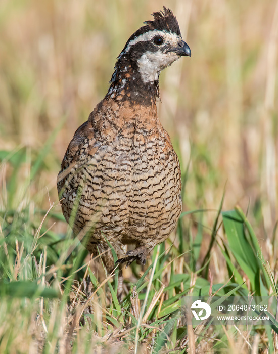 Bobwhite Quail