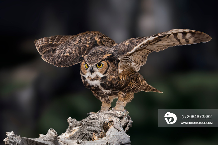 大角猫头鹰（Bubo virginianus）狩猎