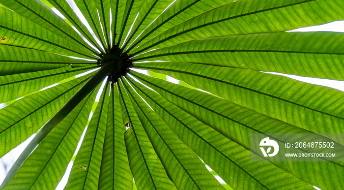 Seeking shade under green leaves. Saw palmetto shot from below