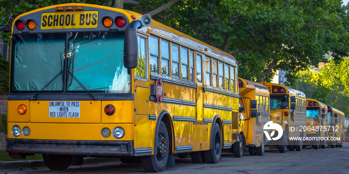 School buses parked under the canopies of trees