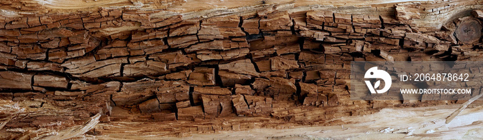 Texture of the inner side of a tree bark. Rough bark of a dead tree. Background of natural inner red