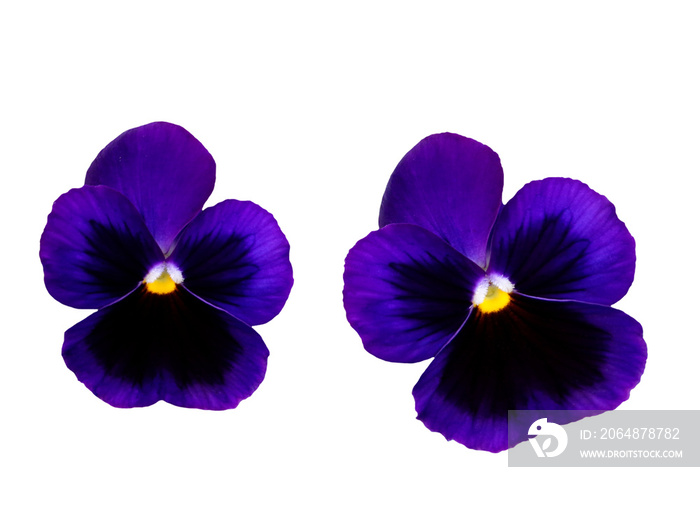 Pair of violets flowers isolated, pansy