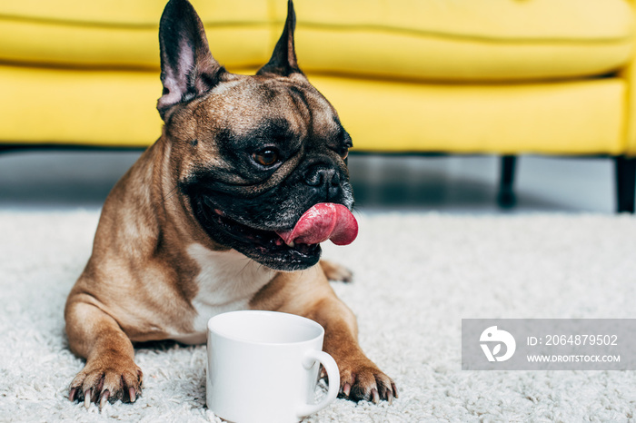 cute french bulldog showing tongue while lying on carpet near cup of coffee