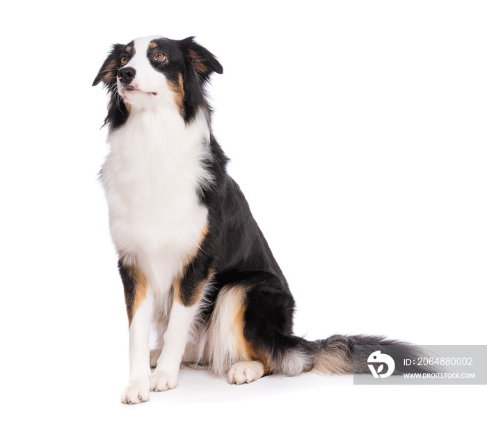 Portrait of cute young Australian Shepherd dog sitting on floor, isolated on white background. Beaut