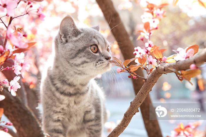 可爱的猫在户外开花的树上