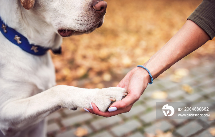 My best friend. Dog owner holds a paw in a hand. Pets and animals concept