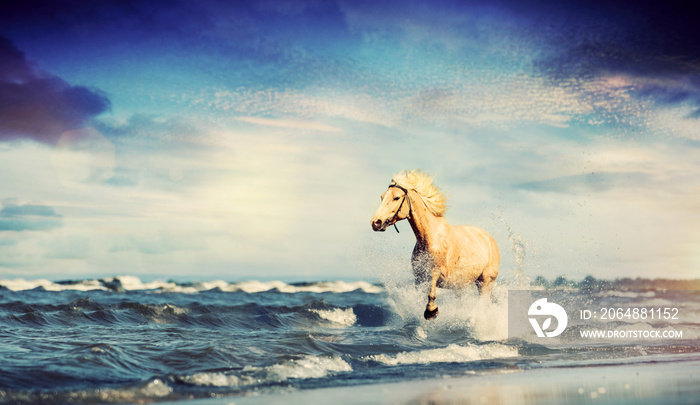 Beautiful horse galloping along the beach.