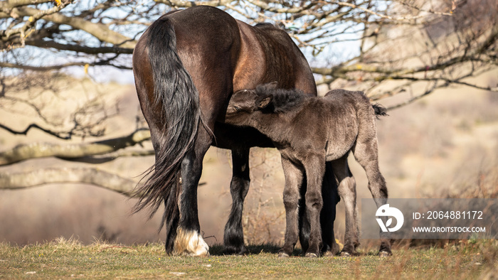 A free-roaming mare suckling her foal while eating grass..