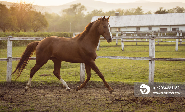 Horse in a stable running and joying at sunset