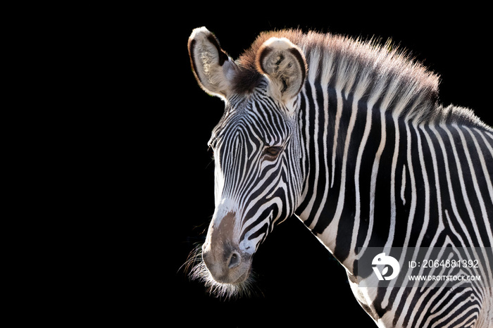 beautiful portrait of a zebra