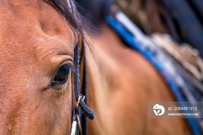 Horses are large. Harnessed and saddled, the horses are tied to a stall in a green meadow. Horseback