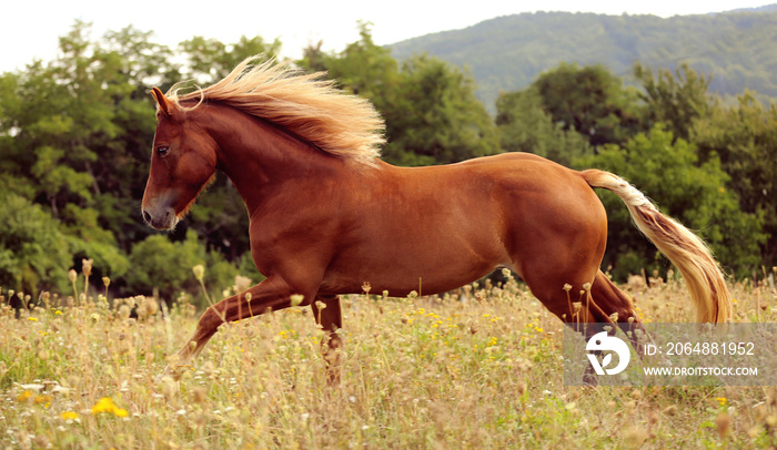 beautiful brown welsh pony with long blond mane running on meadow in high grass