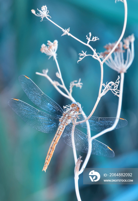 Macro shots, Beautiful nature scene dragonfly.