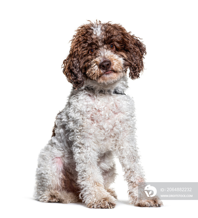 sitting Lagotto Romagnolo dog looking at the camera, isolated