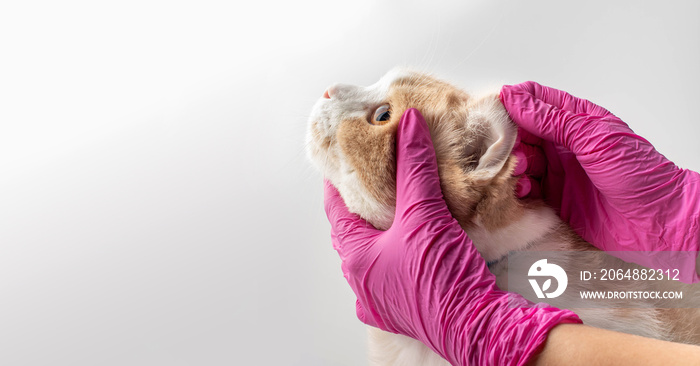 Female veterinarian doctor in pink gloves examines a cats ears. The breed Felis catus is white and 