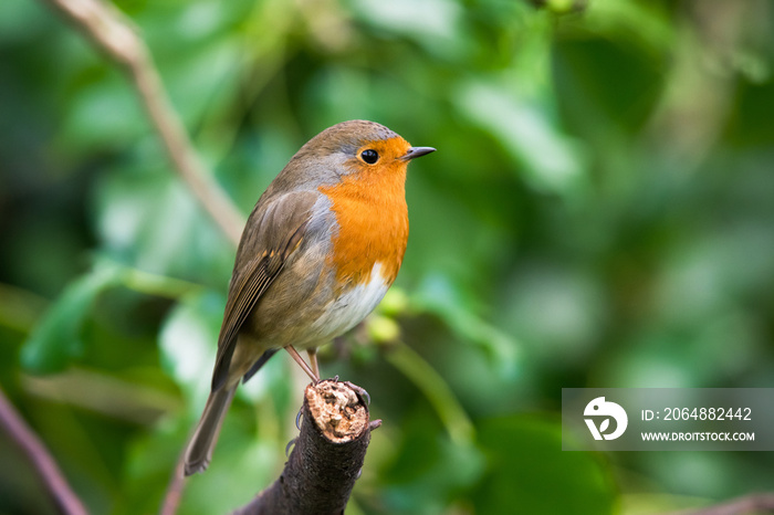 环境中的欧洲Robinin。他的拉丁名字是Erithacus rubecula。