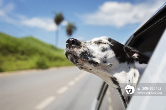 戴着眼睛的达尔马提亚犬在汽车里逆天骑行